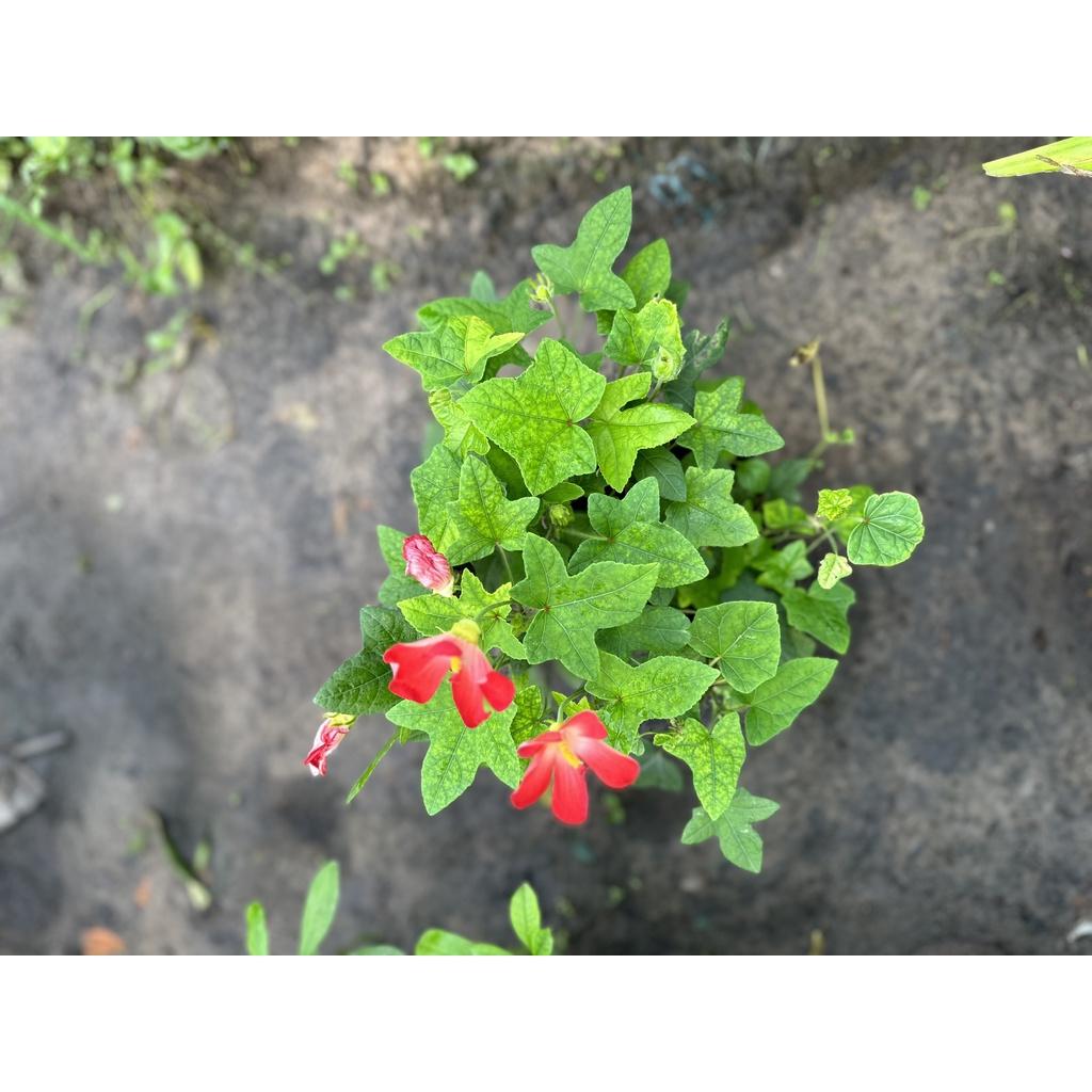 Chậu cây sâm bổ chính