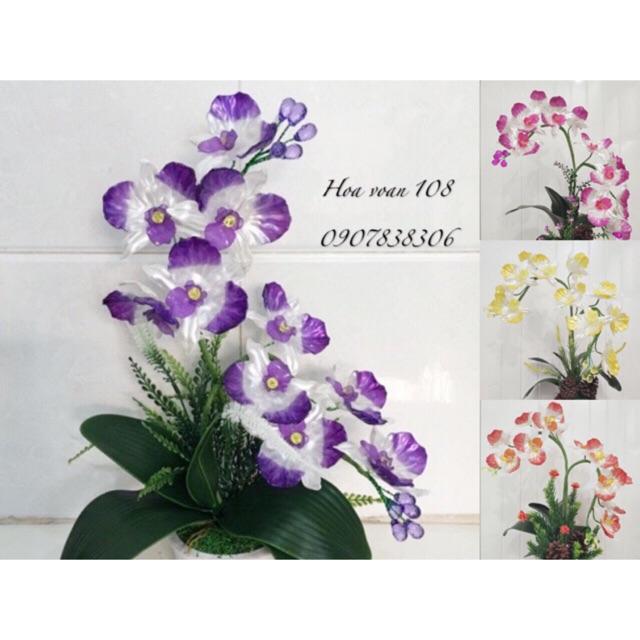 Hoa lan hồ điệp cao 45cm