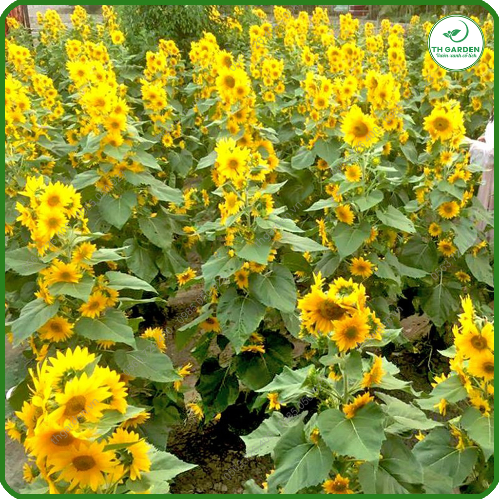 Hạt Giống Hoa Hướng Dương Tháp - Dòng Hoa Hướng Dương Siêu Nhiều Hoa, Hạt Giống Dễ Trồng Dễ Chăm Sóc, Hoa Thơm, Bền Màu, Lâu Tàn