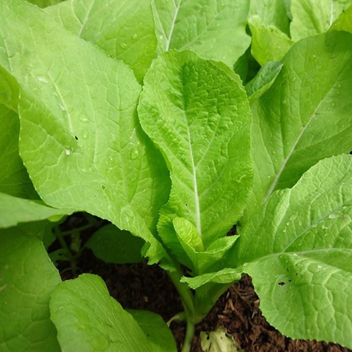 Hạt giống rau cải mơ đăm 2