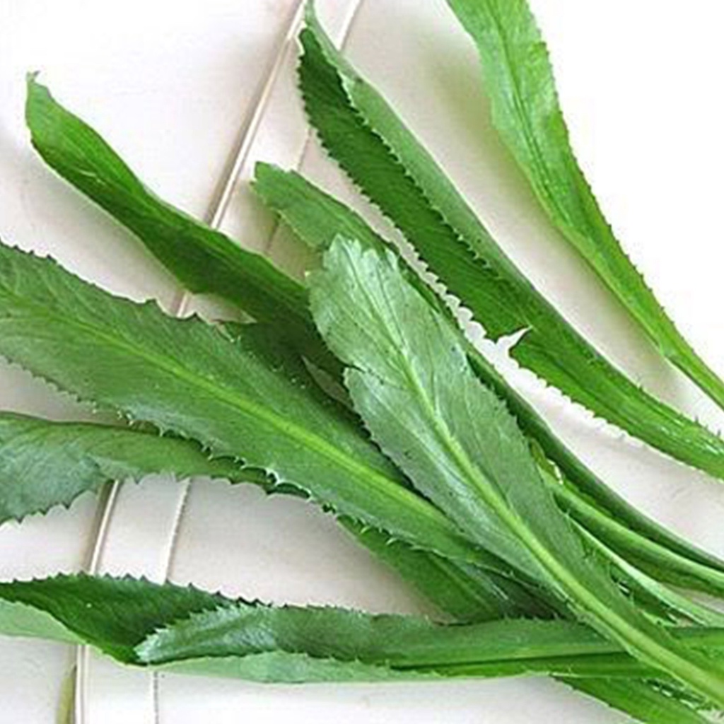 Hạt giống mùi tầu Hạt giống rau chất lượng