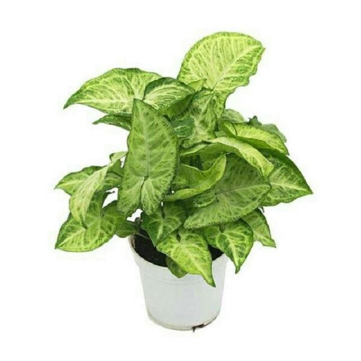 CHẬU CÂY TRÓC BẠC- CÂY TRẦU BÀ TRẮNG ,CÂY PHONG THỦY, CÂY NỘI THẤT VƯỢNG KHÍ GIA CHỦ