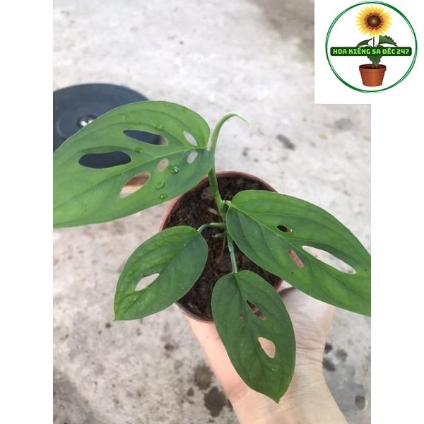 Cây adansoni var adansonii