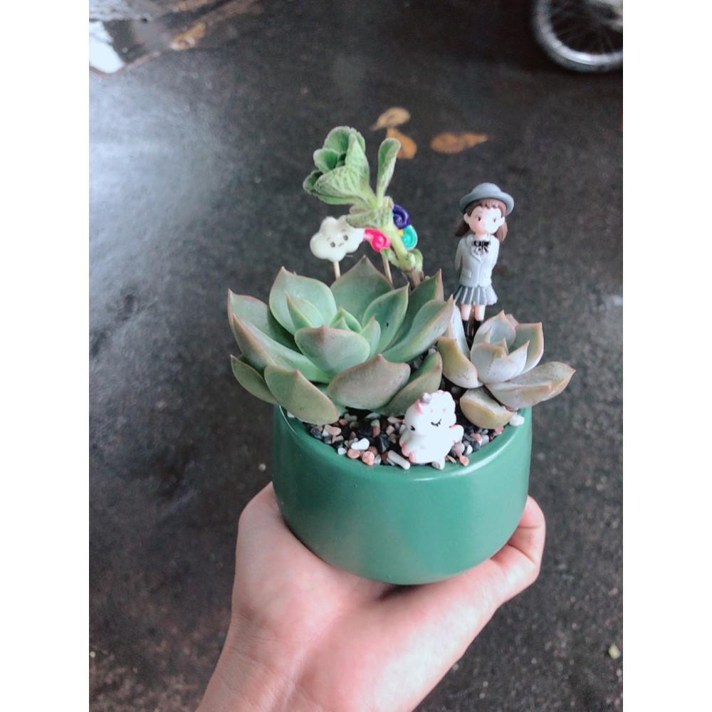 Chậu sen đá tiểu cảnh 3