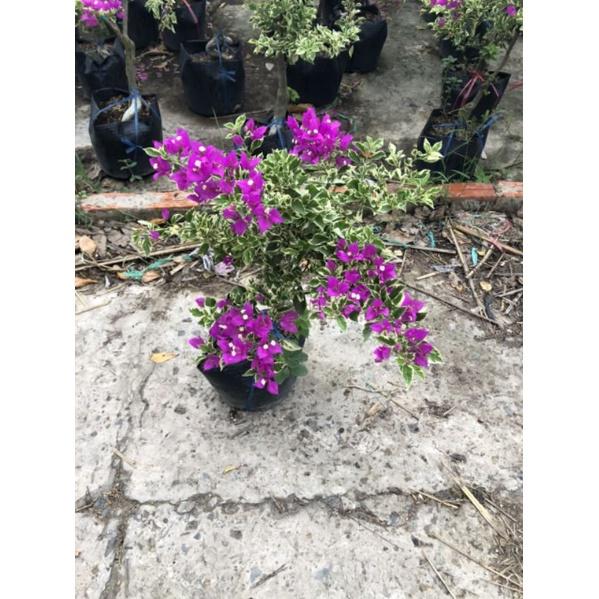Bông giấy cẩm thạch