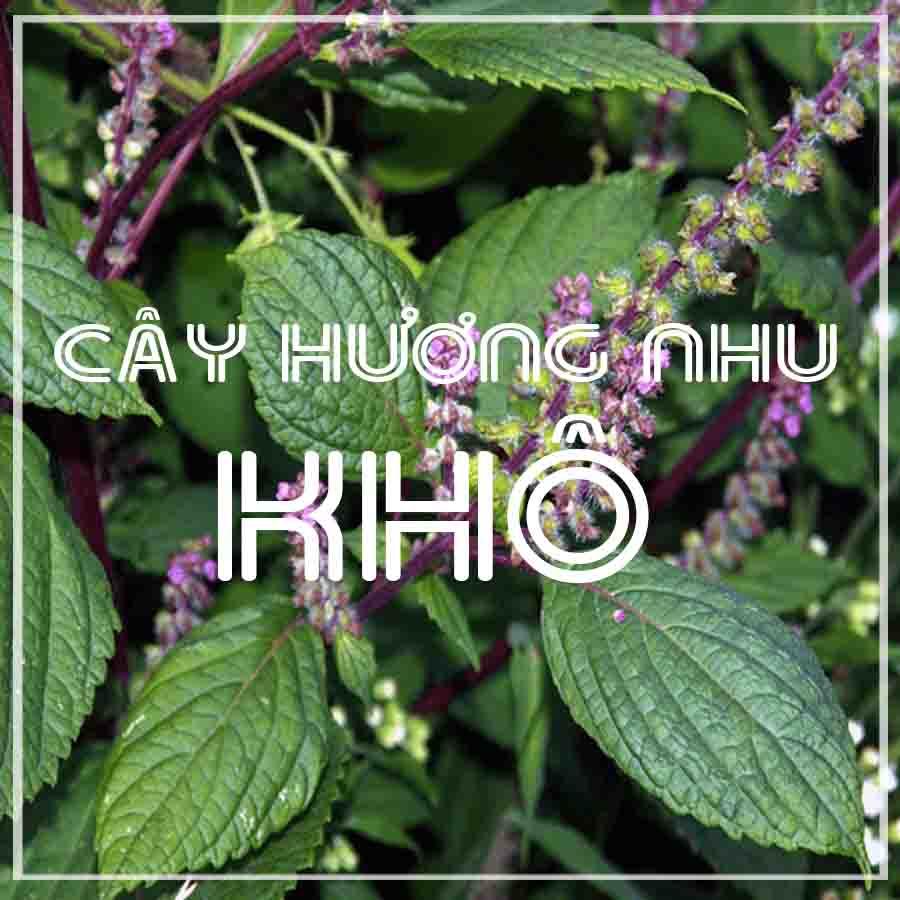Combo 2kg Cây Hương Nhu khô