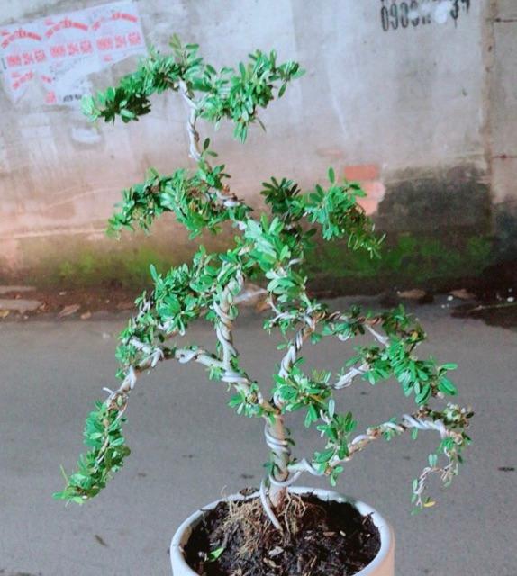 Linh Sam Bonsai