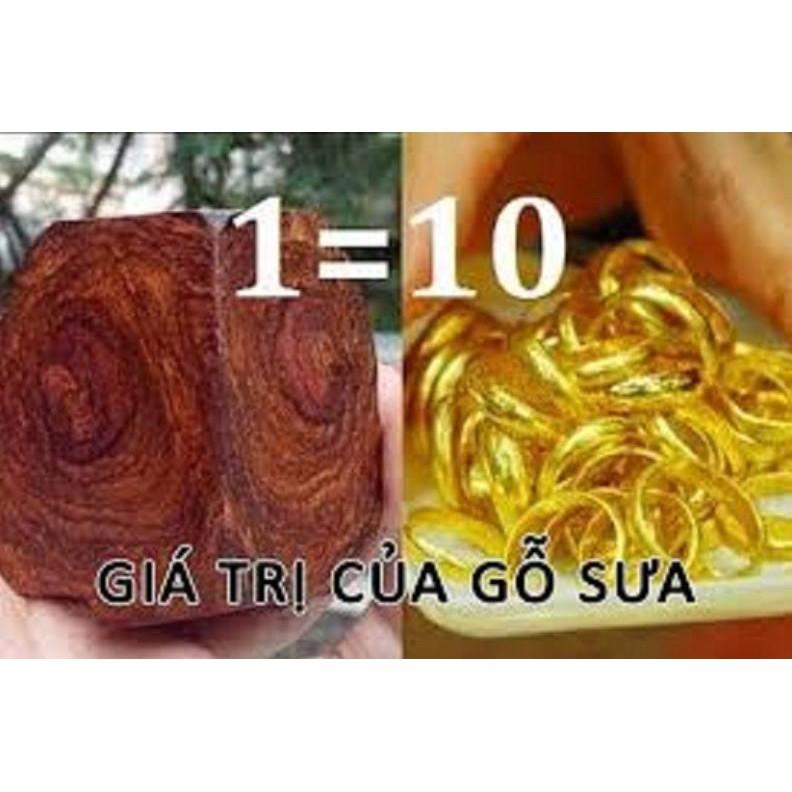 Cây SƯA ĐỎ giống - Cây giống giá trị kinh tế cao