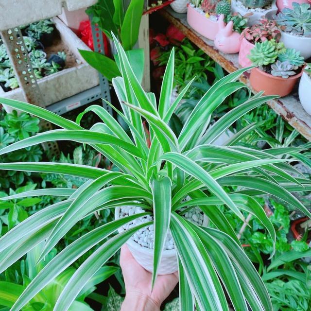 Chậu Cây Lan Chi