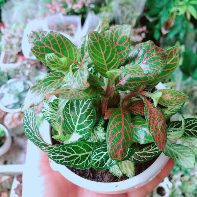 Chậu Cây Cẩm Nhung