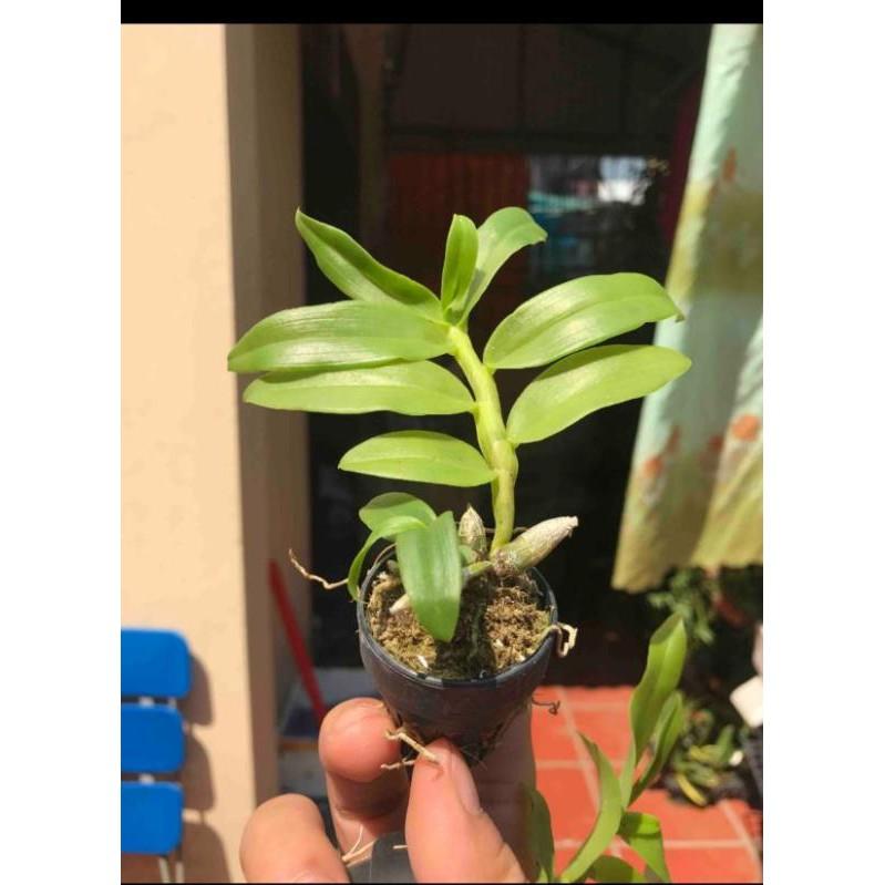 Trầm blue lai trầm 5ct