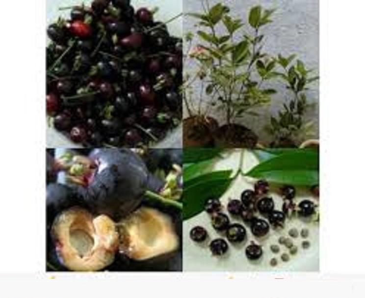 Cây CHERRY BRAXIN cây LỚN sắp quả, siêu sai quả, chất lượng, giá trị kinh tế cao