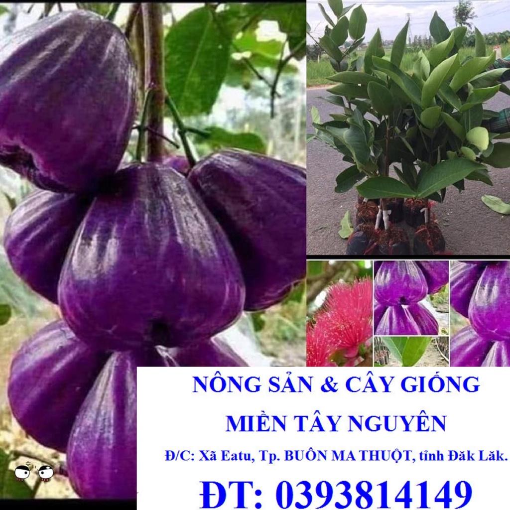Cây giống roi tím Mận tím). )