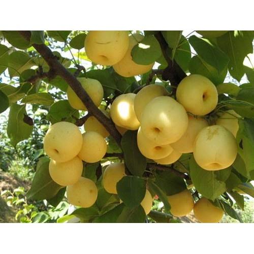 CÂY GIỐNG Lê VÀNG ĐÀI LOAN