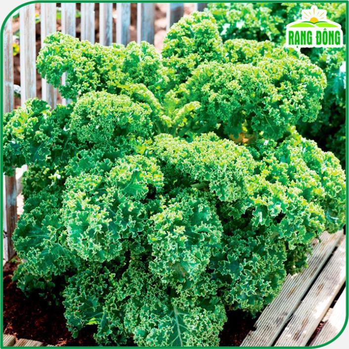 Hạt giống Cải Xoăn Kale Kháng Bệnh Tốt, Trồng Quanh Năm - Hạt giống Rạng Đông