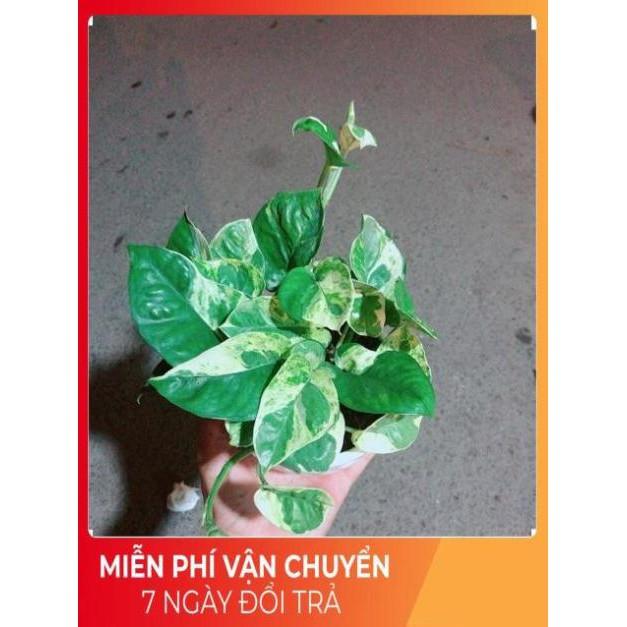 Chậu Trầu Bà Sữa