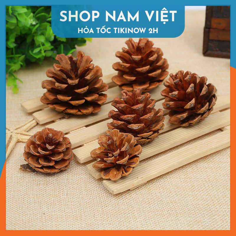 Set 5 Quả Thông Khô Đà Lạt Tự Nhiên Trang Trí Giáng Sinh