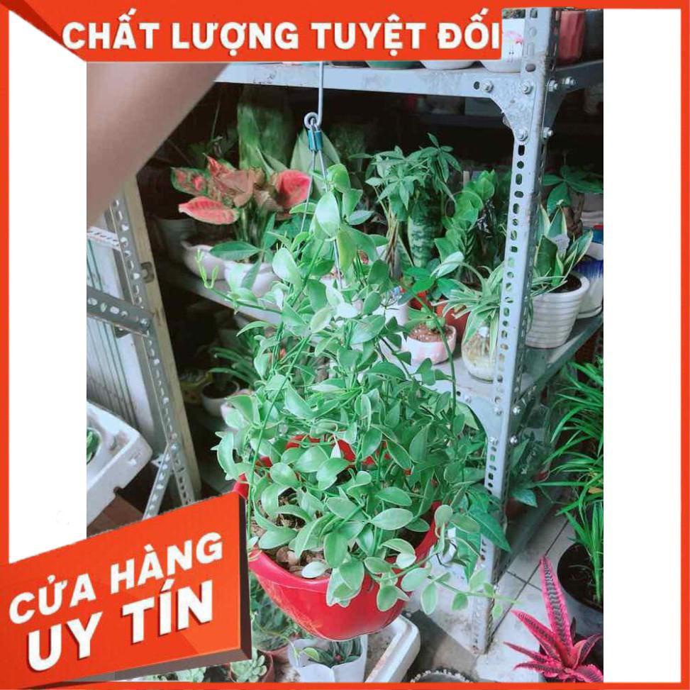 Chậu Cây Hạt Dưa Nhiều Người Mua