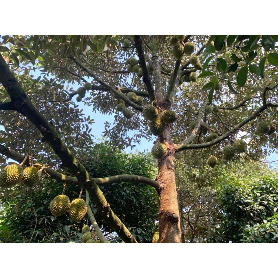 Cây giống Sầu Riêng óc khỉ