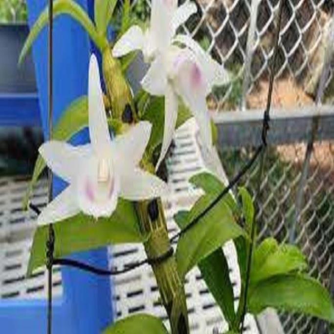 Hoa lan 5ct phủ trì ki mập khỏe ấm chậu