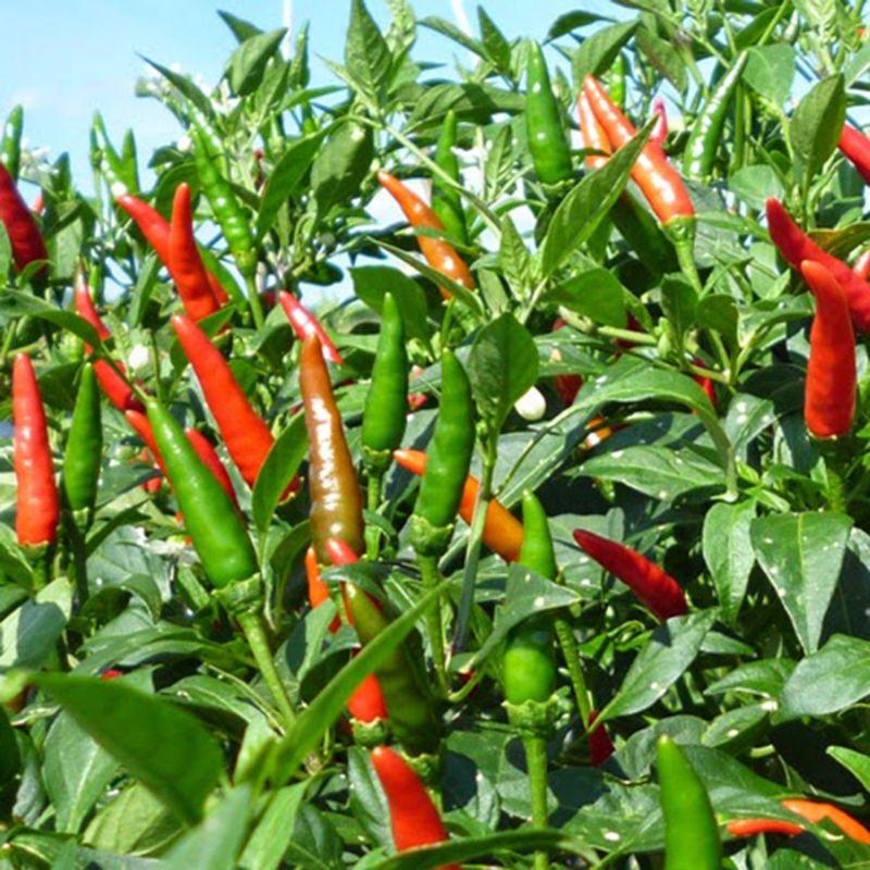 500g Phân bón nhập khẩu 20-20-15. Tan nhanh hấp thụ tốt hiệu quả cao