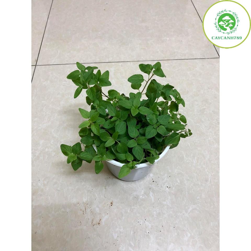 Cây kinh giới dại Oregano