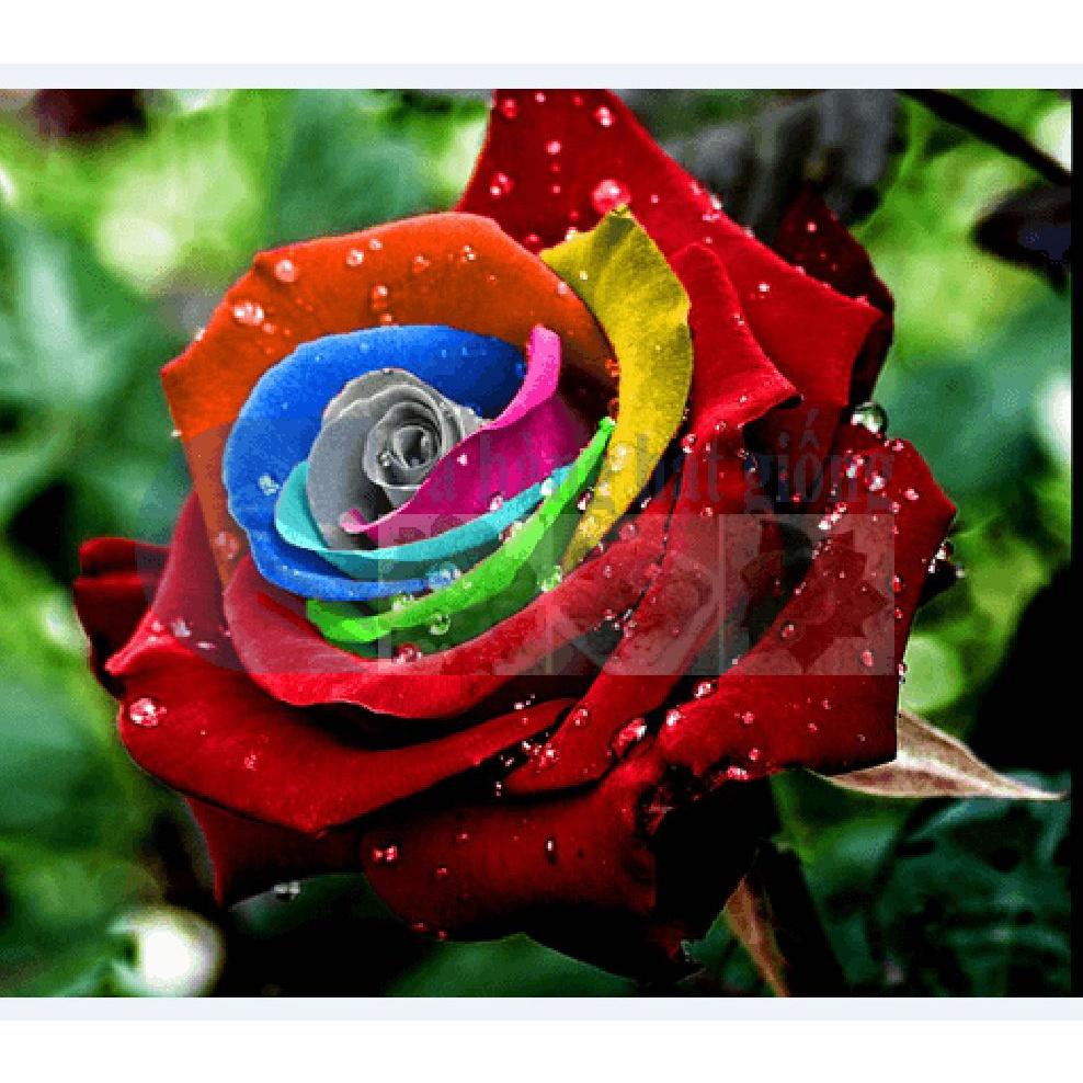 Hạt giống hoa hồng nhiều màu  - Gói 10 hạt-tặng kèm gói kích mầm