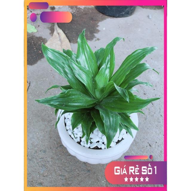 Chậu Phát Tài