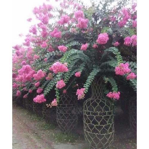 BẦU CÂY GIỐNG TƯỜNG VI HUYẾT LONG