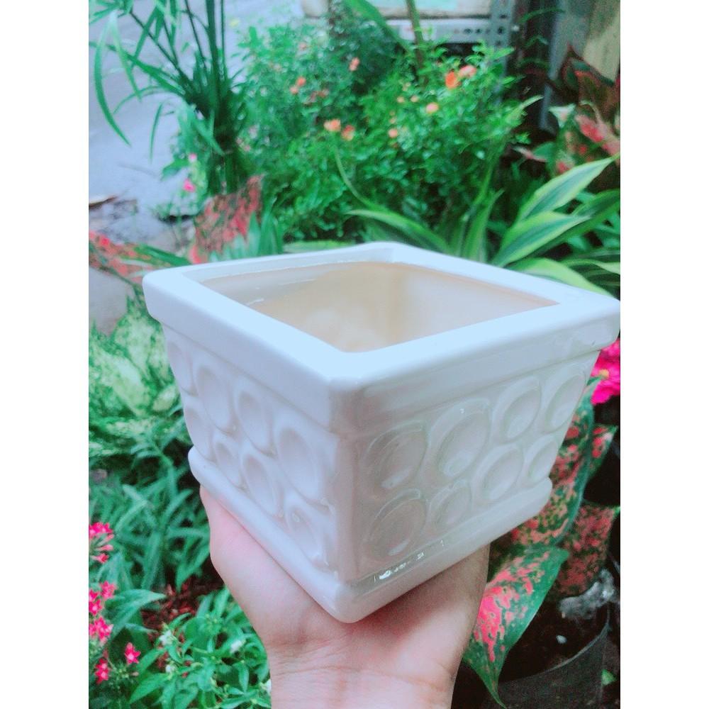 Cây Hồng Môn Kèm Chậu Sứ