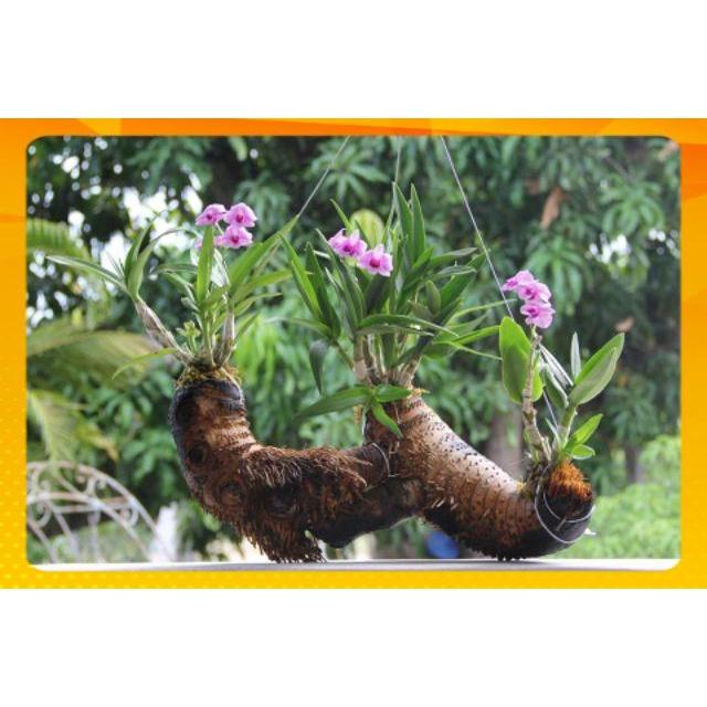 COMBO-3 LOẠI PHÂN BÓN- KÍCH THÍCH SINH TRƯỞNG CHUYÊN DÙNG CHO LAN VÀ CÂY CẢNH...