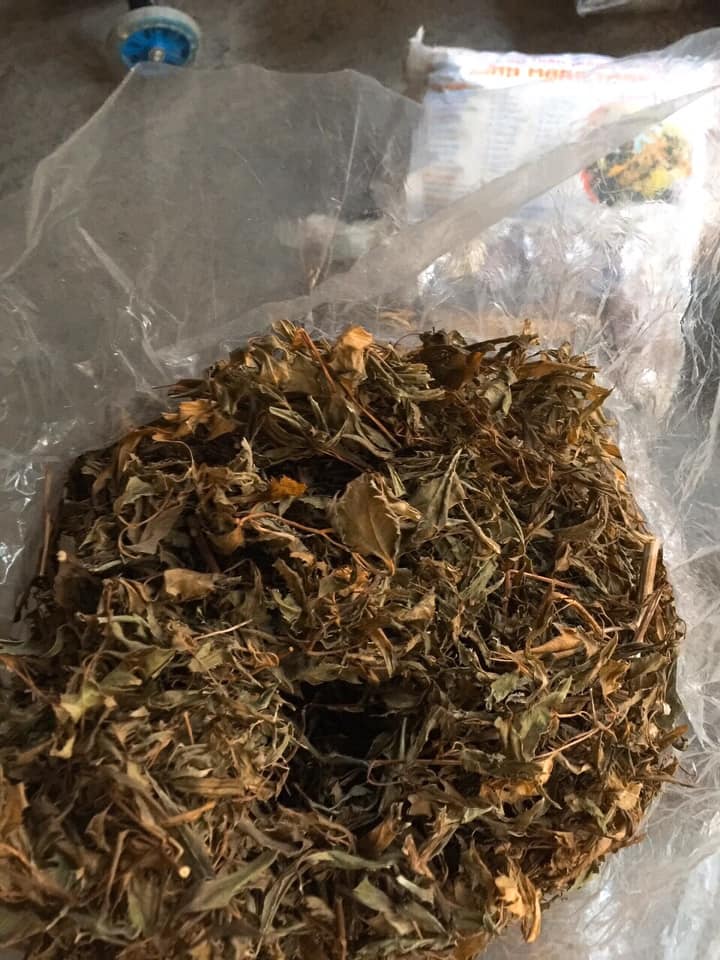 Trà lá đinh lăng khô (Lá đinh lăng nếp sấy khô 1kg) - Sản phẩm đinh lắng nếp hữu cơ tự nhiên