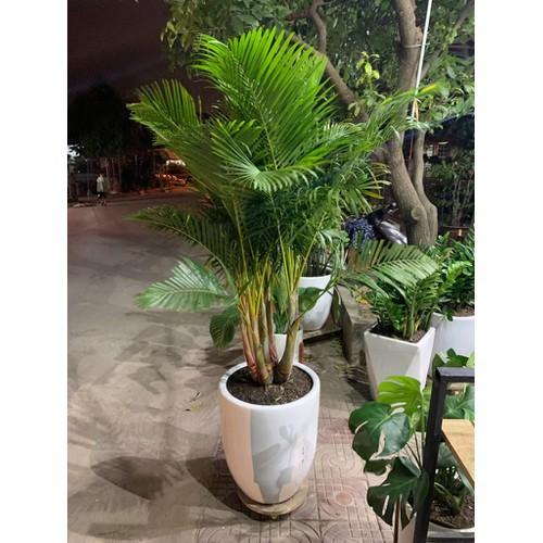 CAU LỤA VÀNG , CHẬU CÂY ĐẸP THANH LỌC KHÔNG KHÍ - CCCLVNB