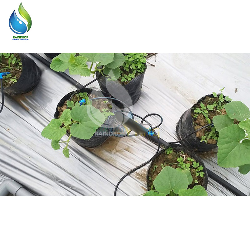 Que cắm nhỏ giọt 15cm
