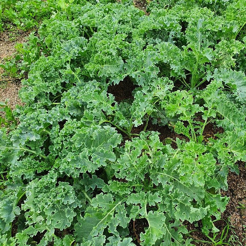 Hạt giống cải Kale Rado 686 gói 5gr - DỄ TRỒNG nhanh thu hoạch