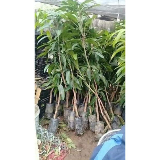 Sản phẩm CÂY XOÀI THÁI TÍM