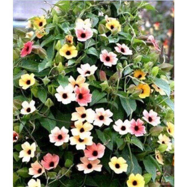 Hạt Giống Hoa Ánh Dương Nhiều Màu CT491 - Gói 5 hạt