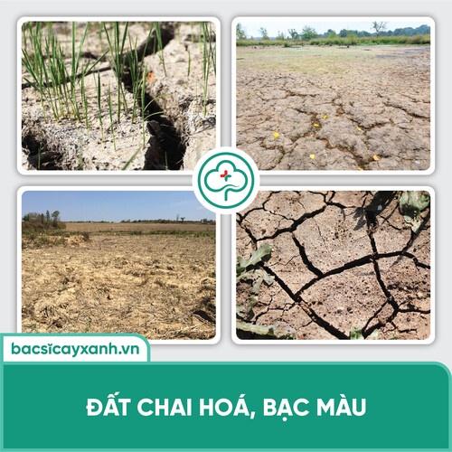 Chế phẩm cải tạo đất chai cứng, bạc màu, tăng độ tơi xốp, hạn chế sâu bệnh BS18 Lasti 500ml NSX Bacsicayxanh