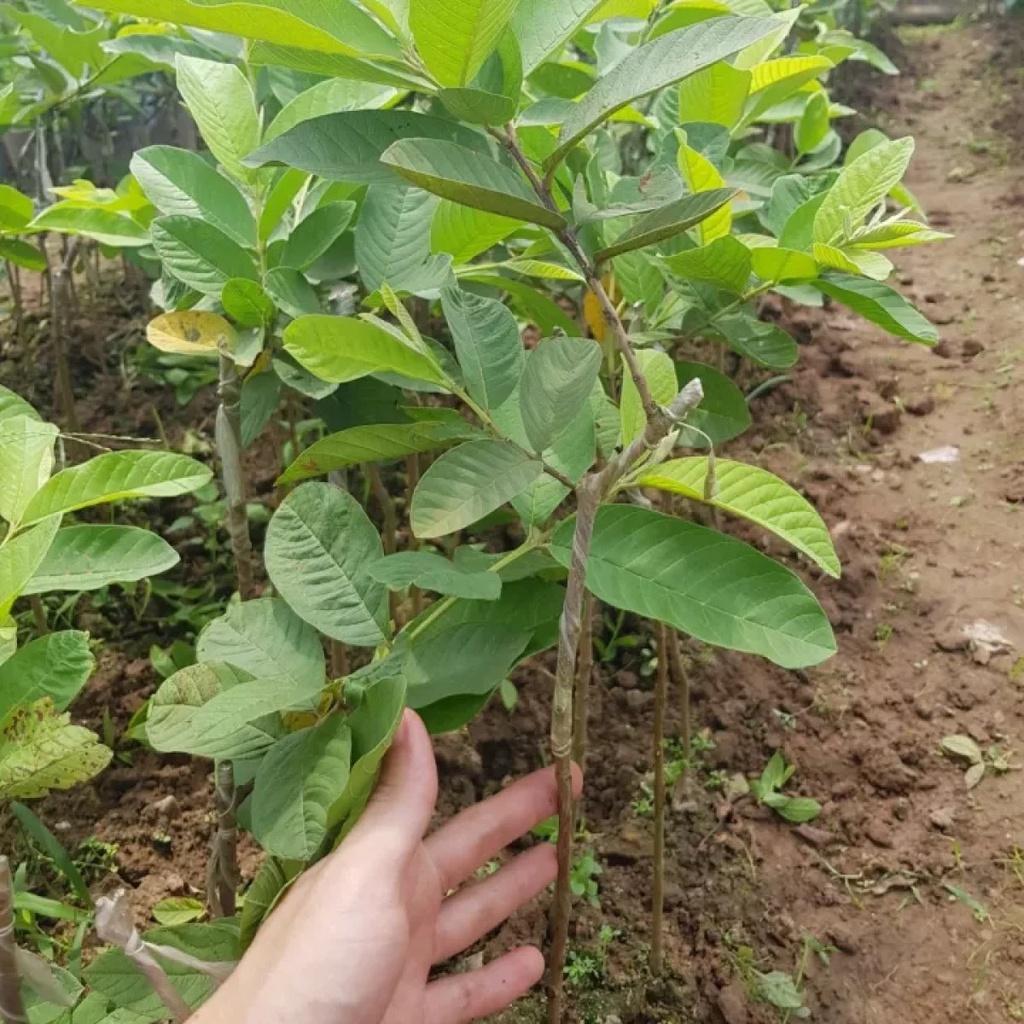 Ổi Găng Đông Dư, giá rẻ, dễ trồng, sai quả, ra quả quanh năm, quả ngâm r, chấm muối ớt hết nước chấm