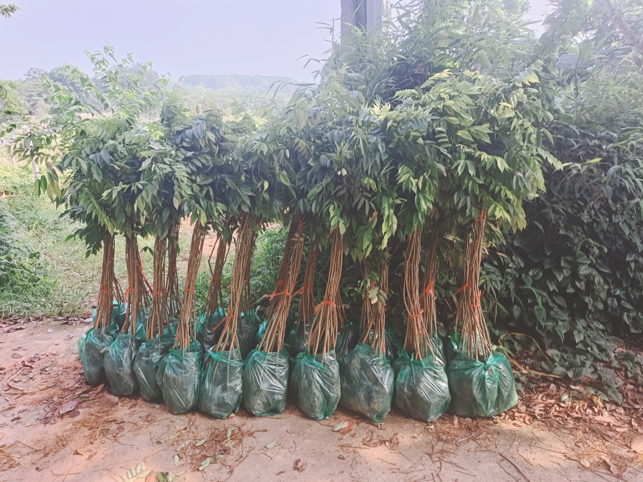 Combo 50 Cây Sưa Đỏ Cao 60 Cm