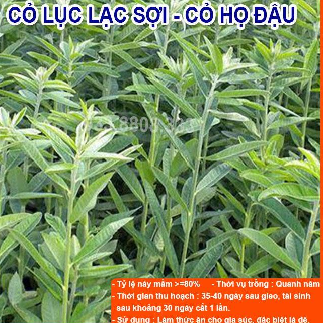 4 Loại Hạt Cỏ Chăn Nuôi - Cỏ Voi Lai, Mombasa Ghine, Lục Lạc Sợi, Alfalfa Linh Lăng