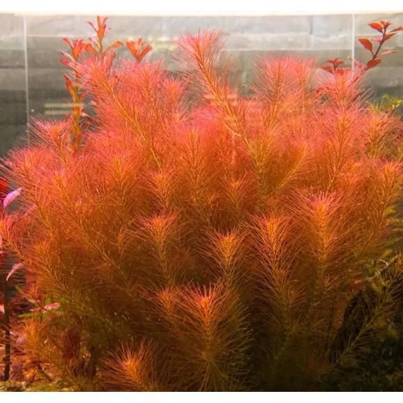 Cây Luân Thảo Đỏ lá nước - Chỉ Đỏ - Cây cắt cắm thủy sinh dễ trồng không cần Co2