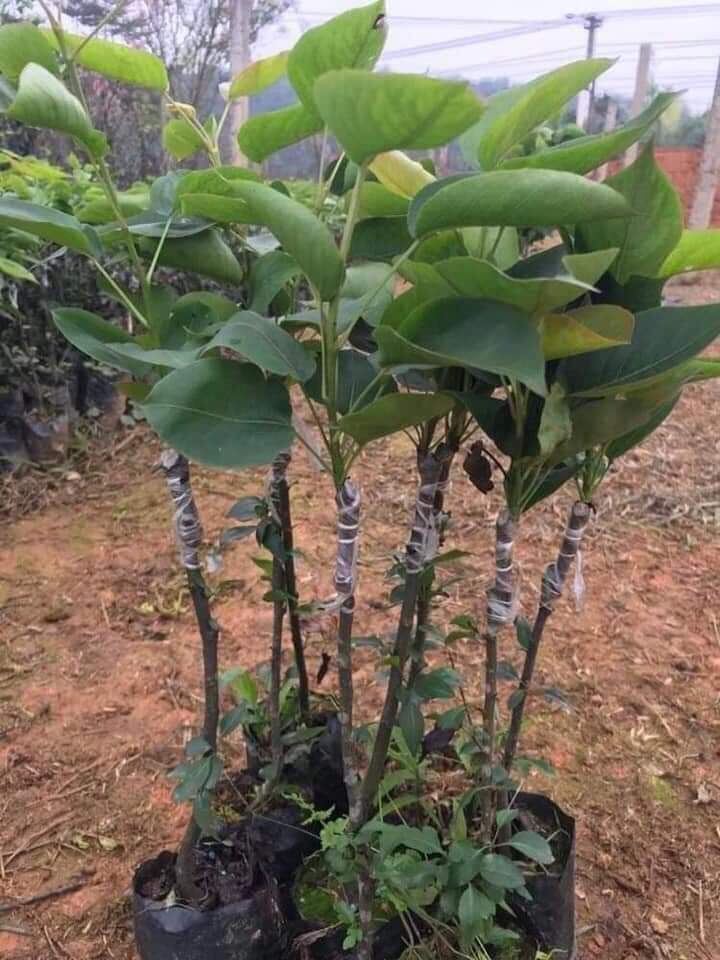 Cây giống lê vàng
