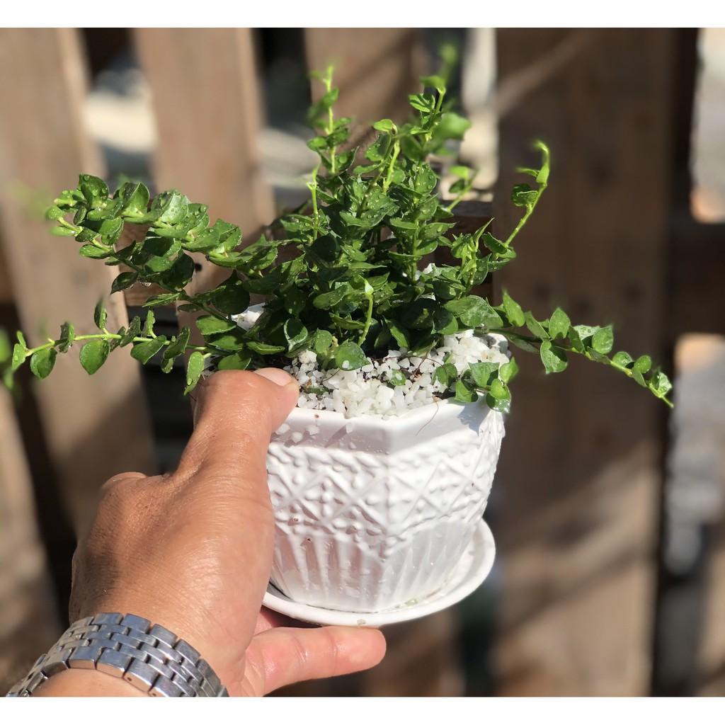 Chậu sứ cây lan tim để bàn