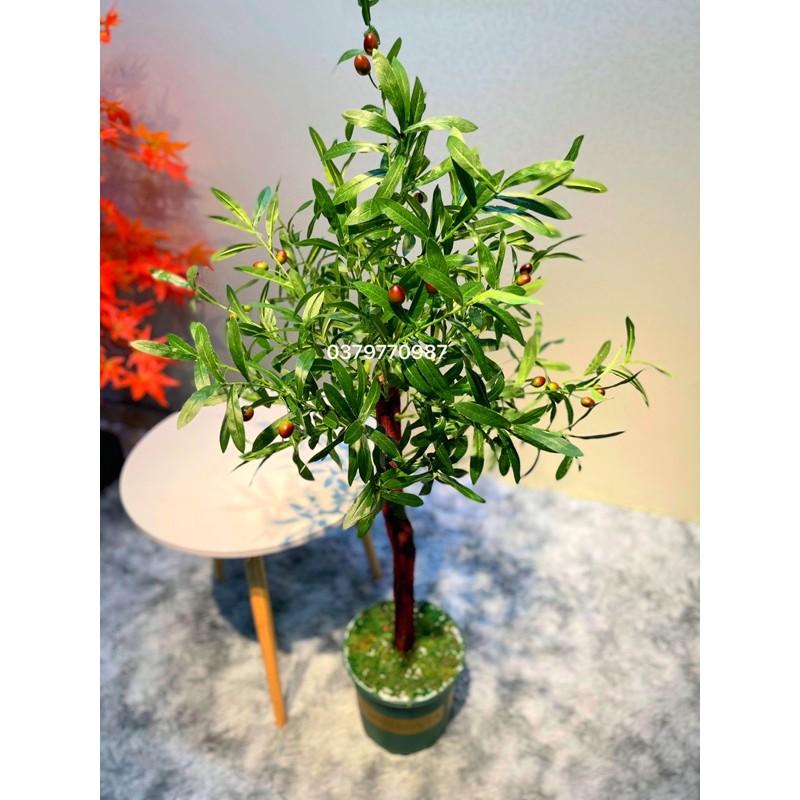 Cây Oliu, ô Liu giả decor trang trí thân gỗ