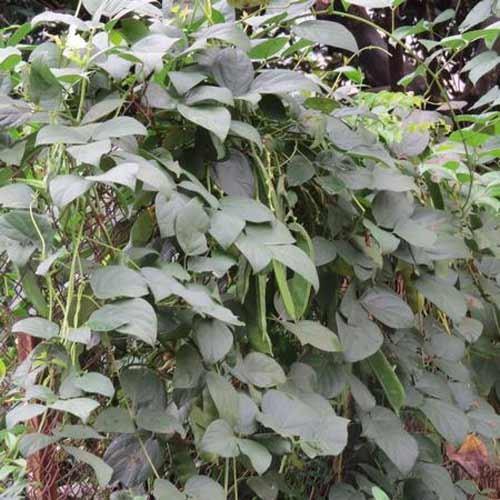 Gói 5 hạt giống đậu ngự 100% nảy mầm