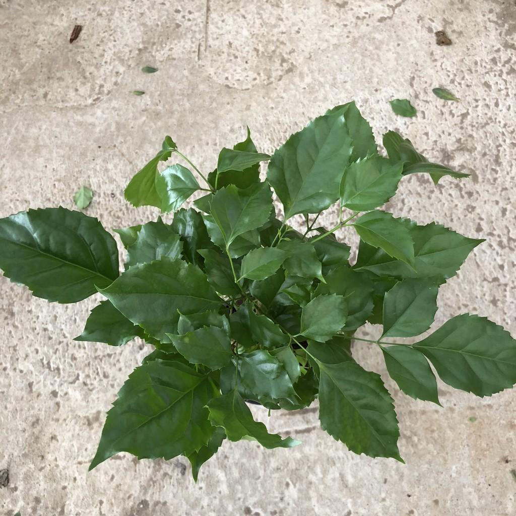Cây hạnh phúc, chiều cao 30-35cm cây tán to đẹp dễ chăm sóc, thích hợp trang trí cảnh quan sân vườn quán cafe, nội thất