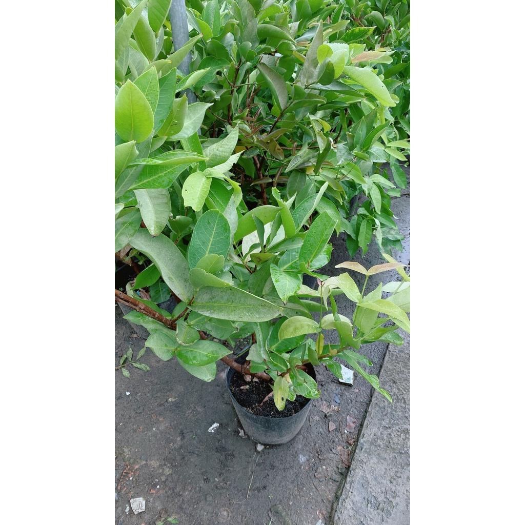 Cây Mận Cho Sai Trái