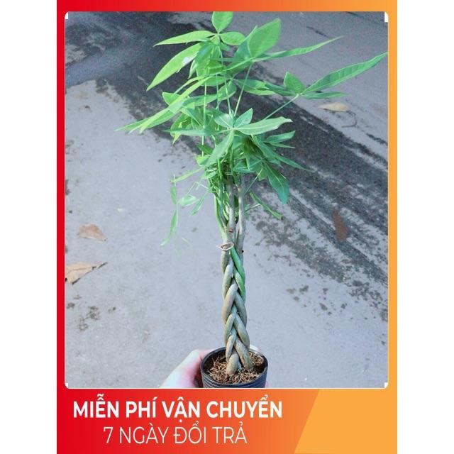 Kim Ngân Thắt Bính