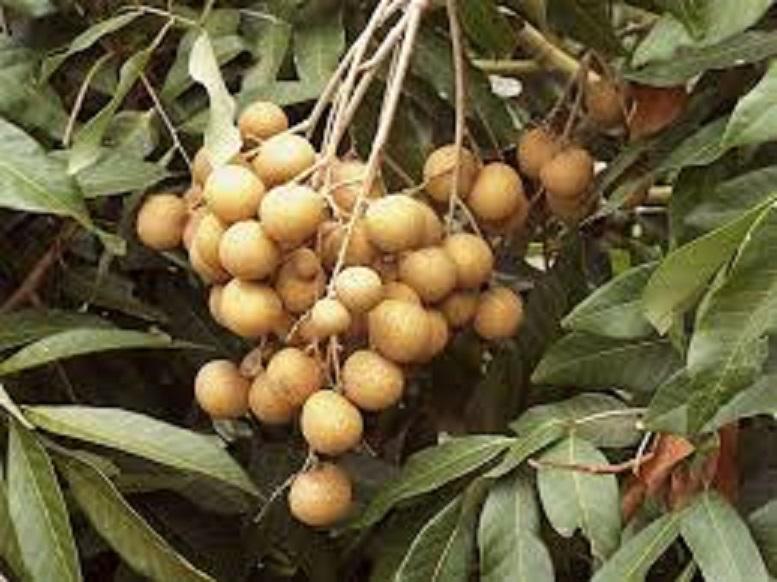 CÂY GIỐNG NHÃN HẠT LÉP THÁI LAN SIÊU lùn